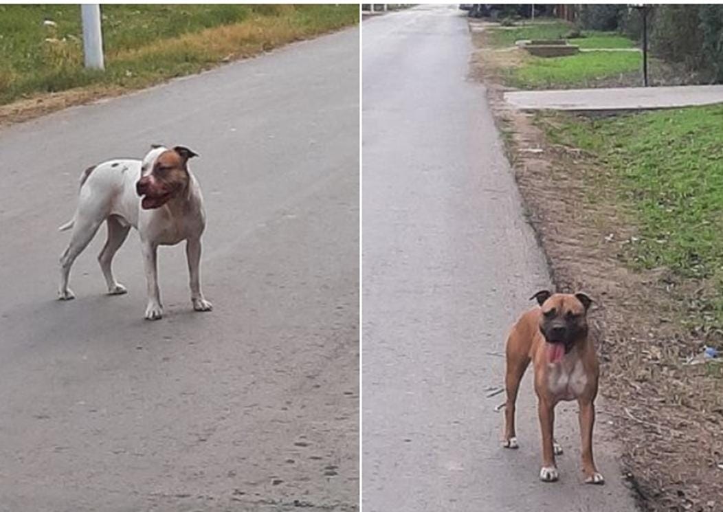 Dos Pitbull sueltos atemorizan a todo un barrio de Funes: ya atacaron gravemente a varias mascotas